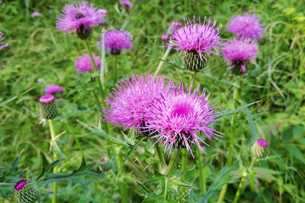 アザミの花