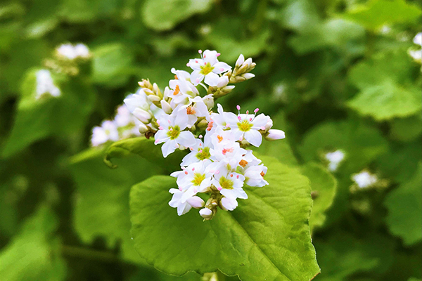 ソバの花